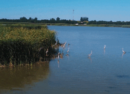Ninghe promotes intelligent wetland management 