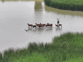 Autonomous drone inspections facilitate wetland management