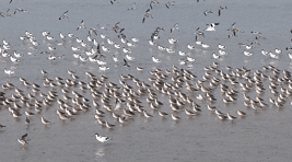 Migratory birds arrive at Qilihai in early winter