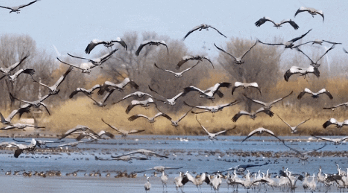 Migratory birds arrive at Qilihai Wetland