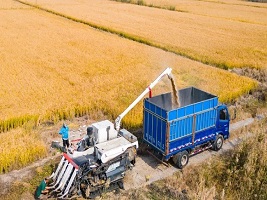 Wuqing sees a bumper rice harvest
