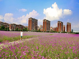 Spring scenery of Xiqing district