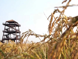 Wangwenzhuang town: the harvest season of rice