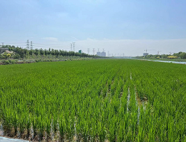 Zhangjiawo town turns abandoned land into a thriving field of wealth