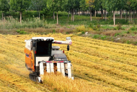 Rice harvest gets underway in Zhangjiawo