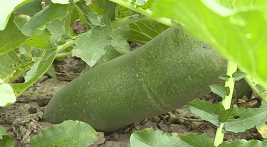 Shawo radish, a preferred food in winter 