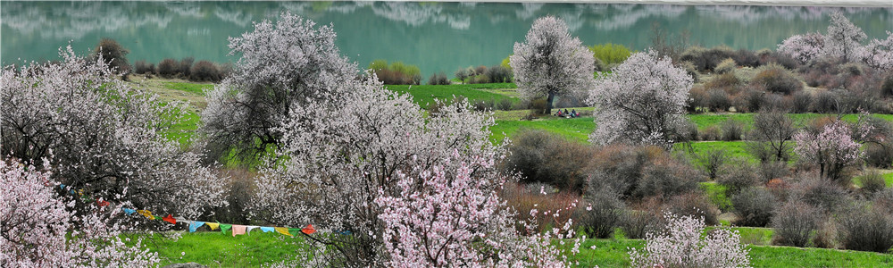 In pics: flowers bloom along Nyang River in China's Tibet