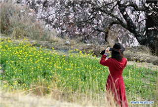Peach blossoms in Baiyi district of Nyingchi, SW China's Tibet