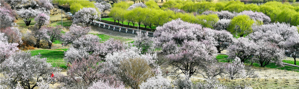 Peach blossoms in Baiyi district of Nyingchi, SW China's Tibet
