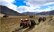 Traditional spring ploughing ceremonies held in Tibet, China