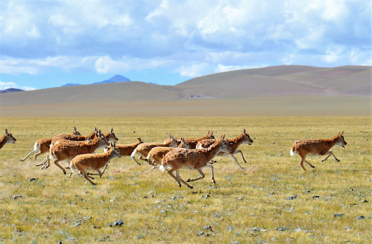Tibet environmental quality improving steadily