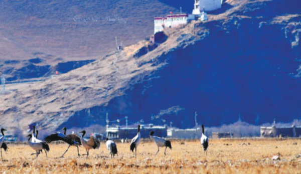 Black-necked cranes welcomed in Tibet