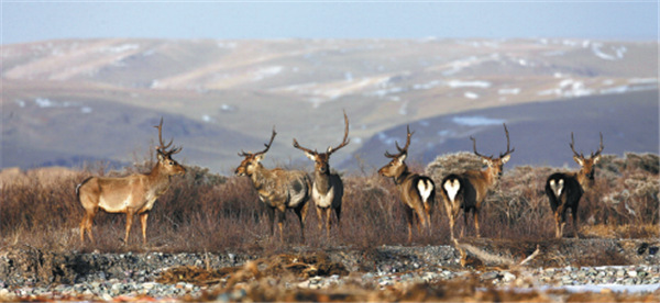Tibetan nature reserve to install video monitoring system for wildlife