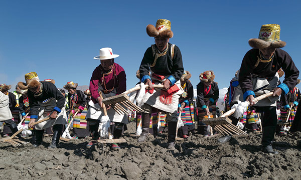 Tibetan farmers mark plowing with festivities