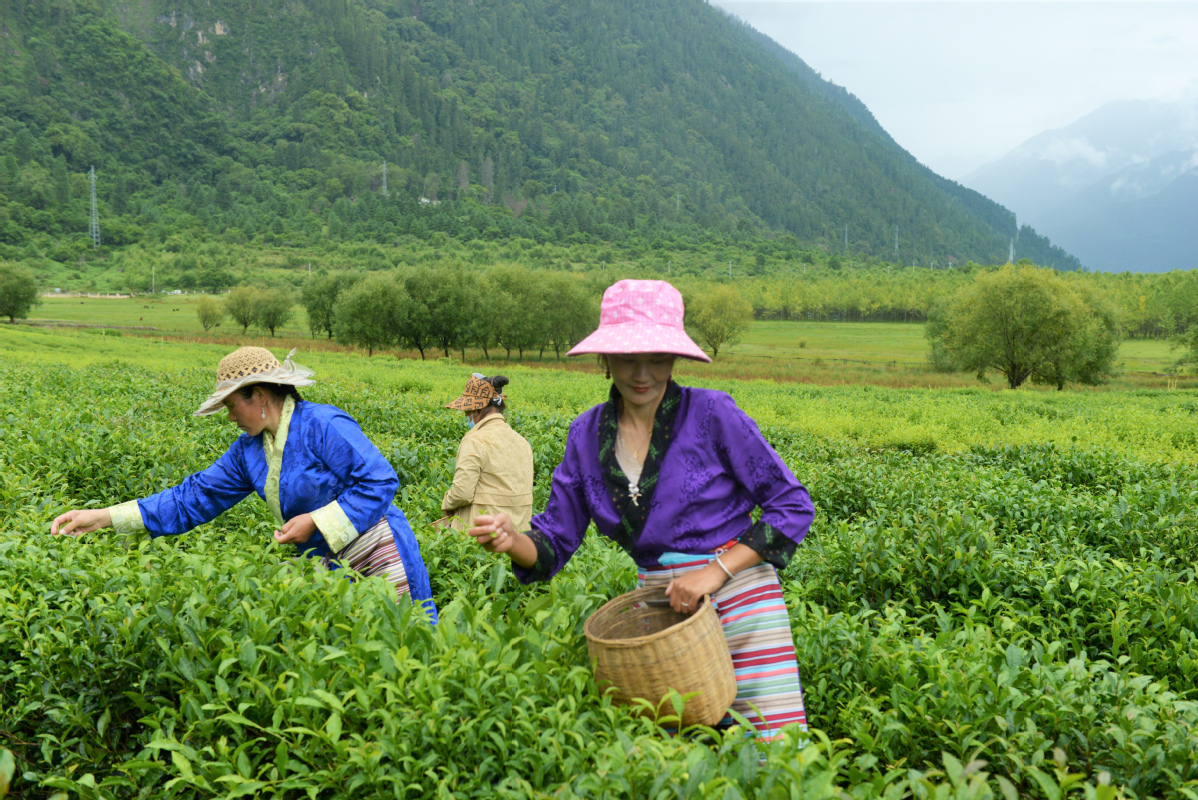 Modern techniques brew new success for old tea farm in Tibet