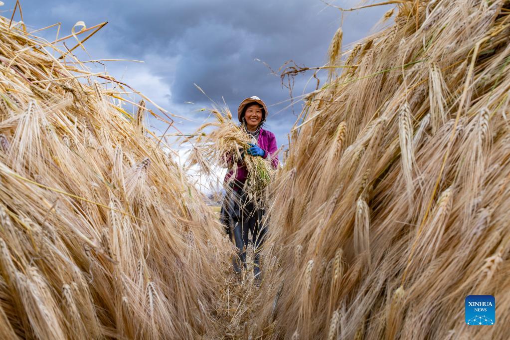 Villagers harvest highland barley in Tibet