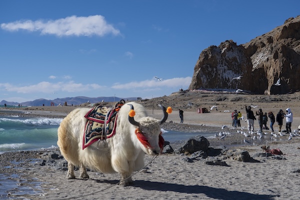 1765193155727082615.jpg 西藏纳木错风光壮丽_副本.jpg