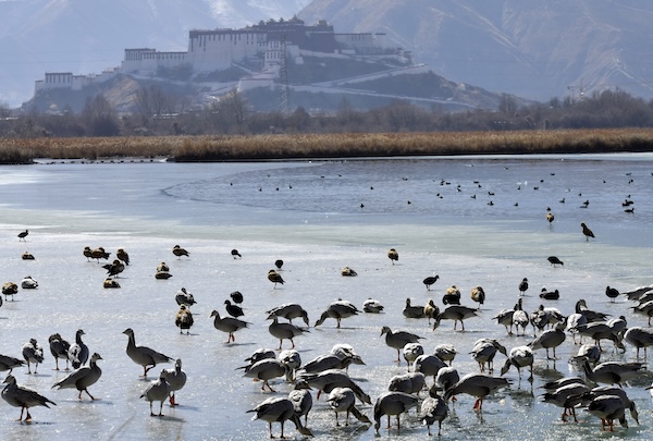 1765193767847037112.jpg 拉鲁湿地_副本.jpg