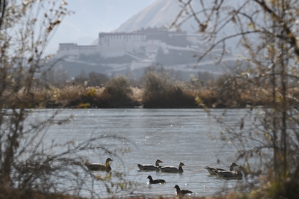 1765359209671096205.jpg 2445920606077714437_副本.jpg