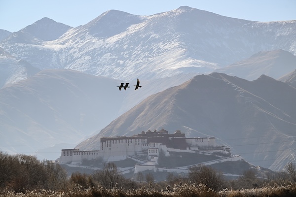 1765359215693079903.jpg 2445921679819538438_副本.jpg