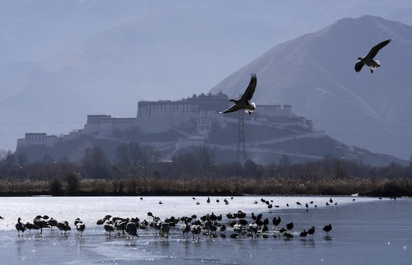 西藏拉萨拉鲁湿地冬日候鸟云集(2)_副本.jpg