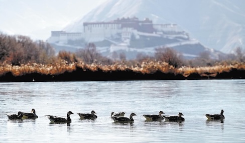 World's highest urban wetland a global model
