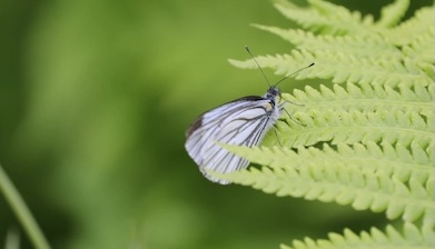 Himalayan Flower Fairy: Butterflies