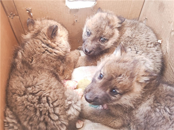 Wolf cubs rescued after their mother vanishes