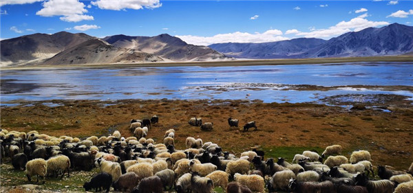 Human activities have little impact on Qinghai-Tibet Plateau: report