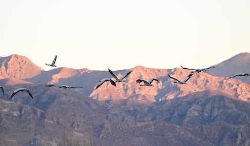 Xizang's Namling welcomes migrating black-necked cranes