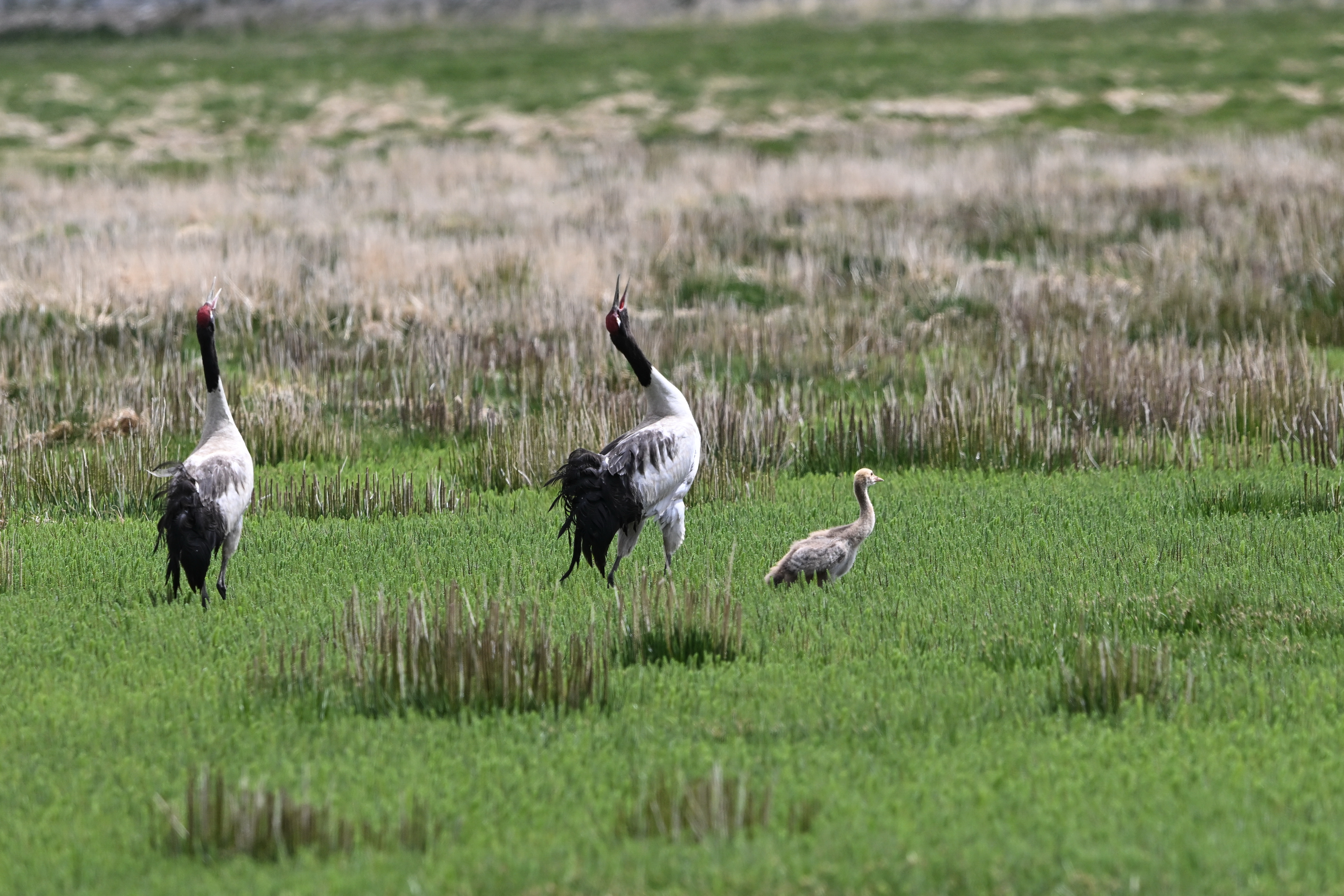 Xizang ramps up plateau ecosystem preservation