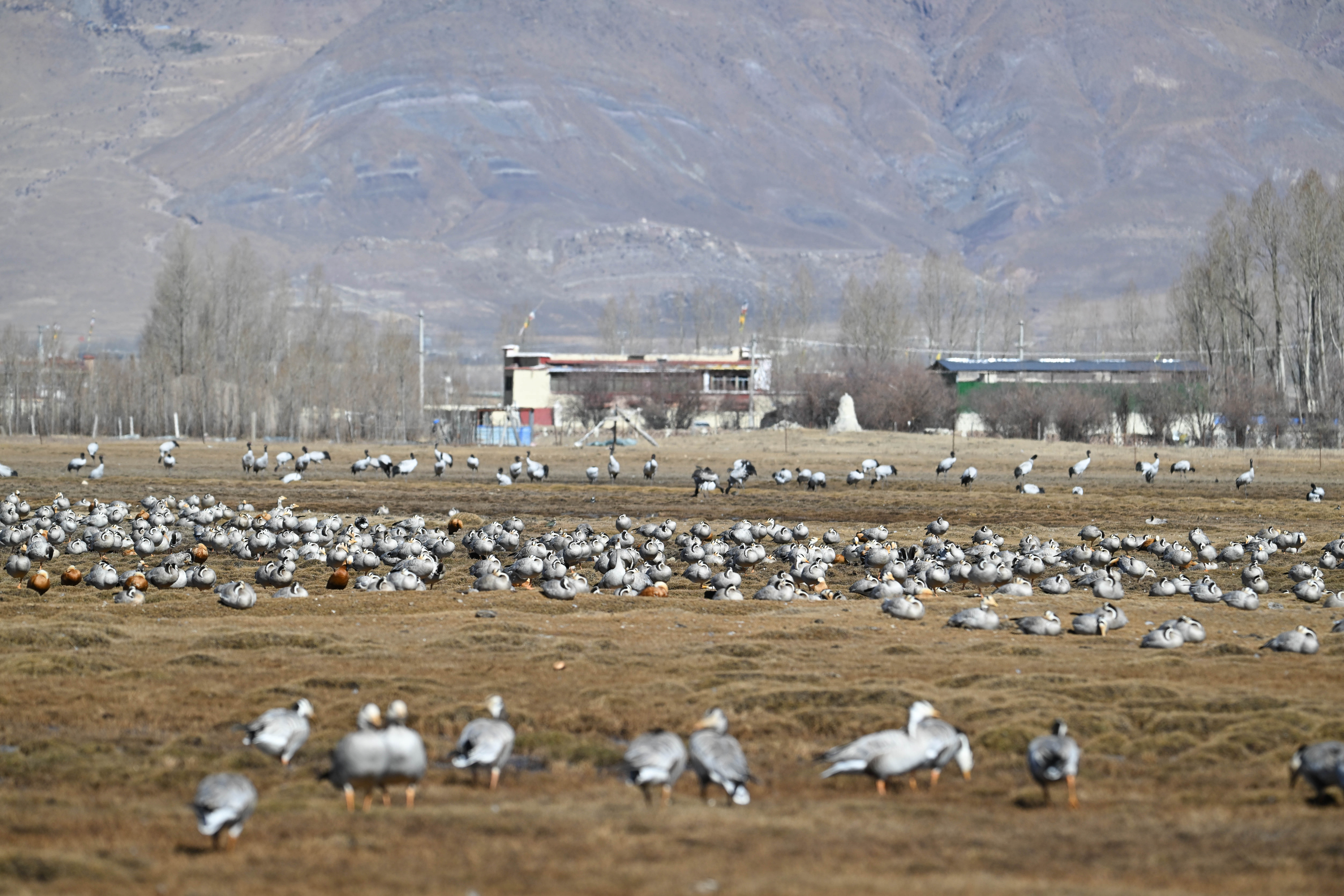 Celebrating biodiversity in Xizang: A natural wonder