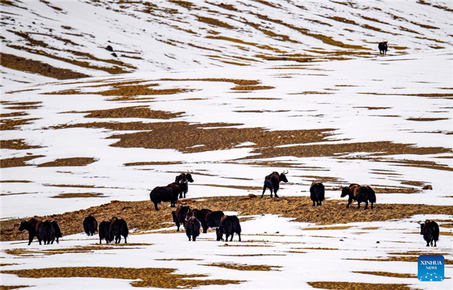 China passes landmark law to protect Qinghai-Tibet Plateau ecosystem