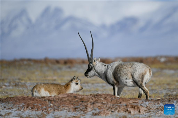 More Tibetan antelopes migrate to Hoh Xil to give birth