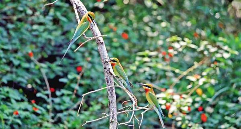 Blue-tailed bee-eaters nest in Xiamen 