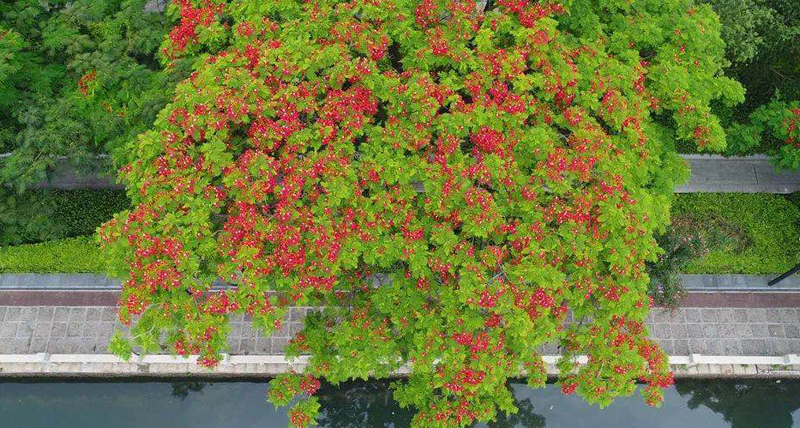 Flame tree flowers adorn Xiamen 