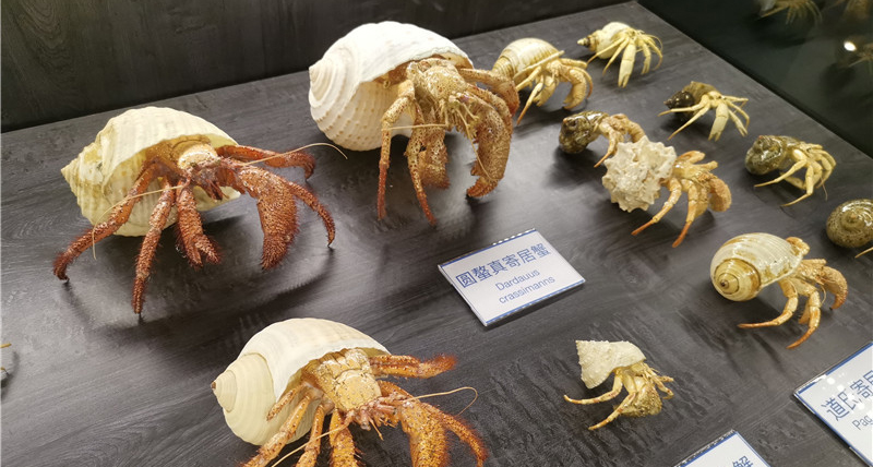 Crab museum opens in Xiamen 