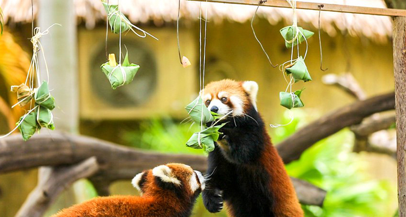Zoo animals tuck into 'zongzi' for Dragon Boat Festival 