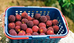 Where to pick the juiciest waxberries in Xiamen