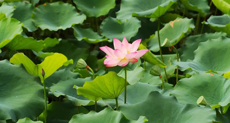 In pics: Blooming lotus flowers add color to Xiamen