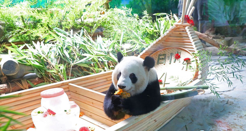 Twin giant pandas celebrate 4th birthday in Xiamen