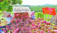 Xiamen farmers enjoy higher income from January to September