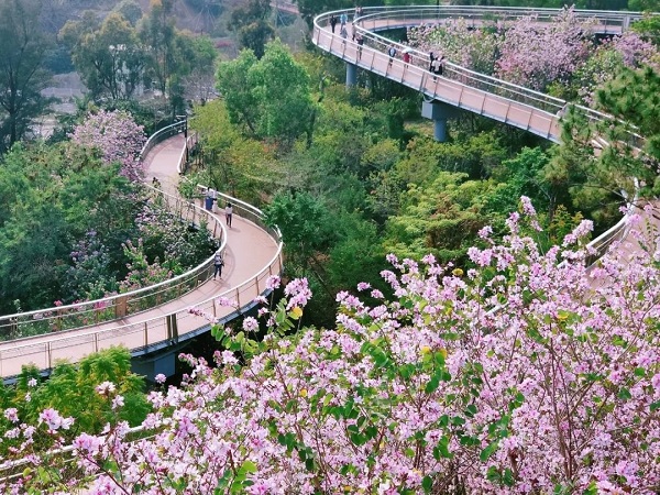 Immerse yourself in Zhuhai's flower sea this spring