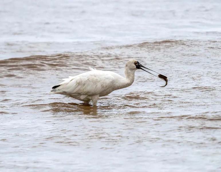 Endangered black-faced spoonbills spotted in Zhuhai