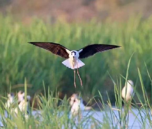 Xiangzhou develops agri-tourism integration project in Nanping