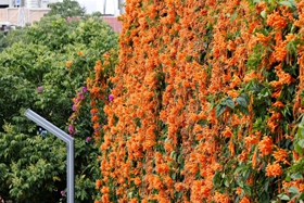 Orange blossoms cascade into spring's beauty in Zhuhai