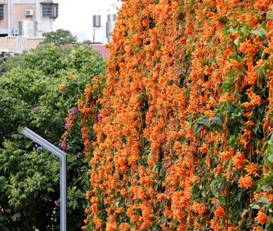 Orange blossoms cascade into spring's beauty in Zhuhai