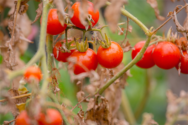 Tomato super-pangenome  first constructed by Xinjiang scientists