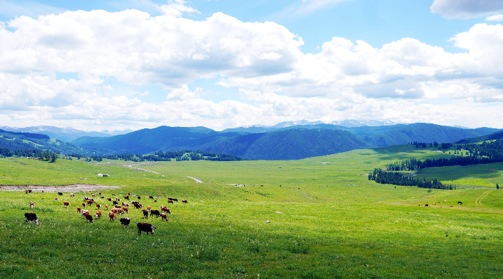 Xinjiang nomads ride modernization wave to new life