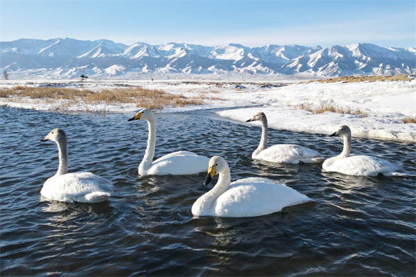 Swans framed by snow-capped mountains in Xinjiang